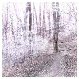 Near the city in the woods.