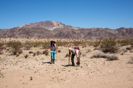 Volunteer Sahara Mustard plant pulling (4.4.15)