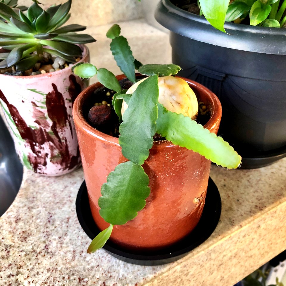 Rhipsalis Pachyptera