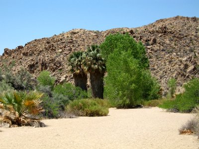 Cottonwood Spring