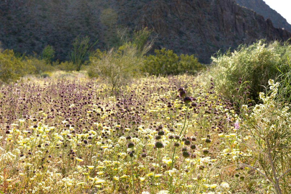 Wildflowers near Cottonwood