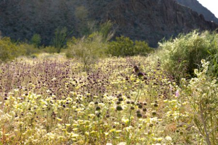 Wildflowers near Cottonwood