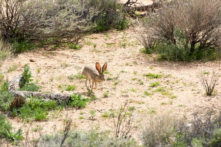 Black-tailed jackrabbit (Lepus californicus) photo