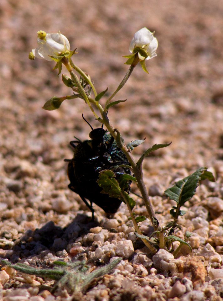 Inflated beetle (Cysteodemus armatus)