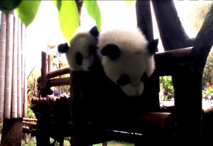 Good panda having fun