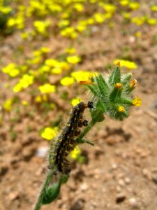 Painted Lady Larva photo