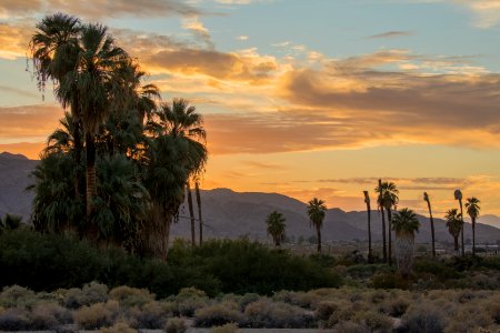 Sunset at Oasis of Mara photo