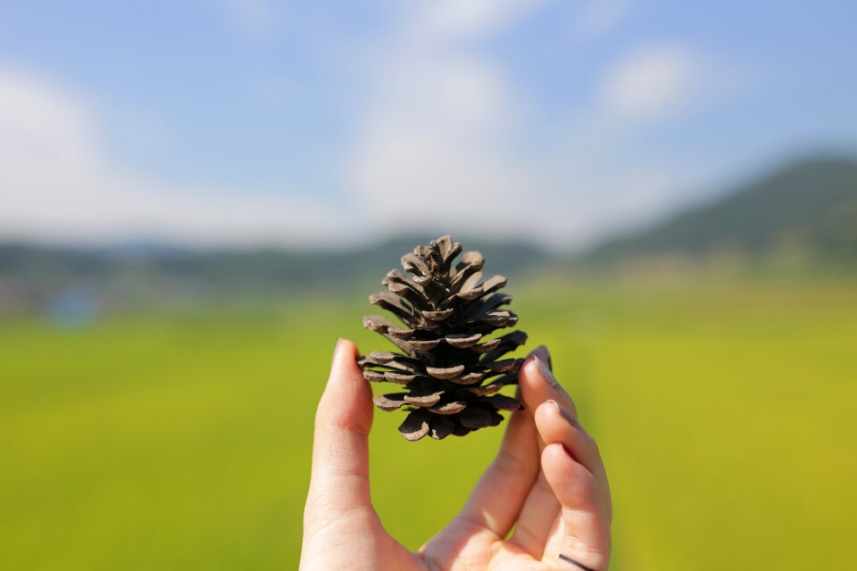 Pine cone rice paddies hand