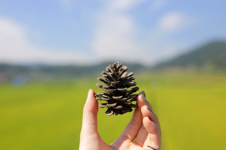 Pine cone rice paddies hand