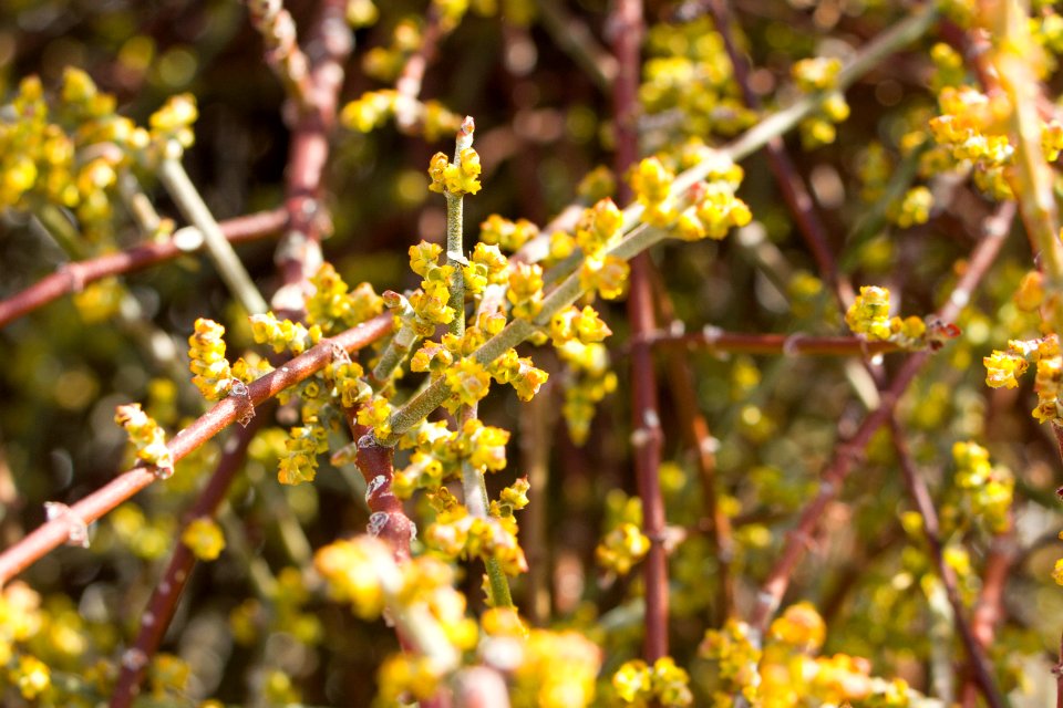 desert mistletoe (Phoradendron californicum) blooms
