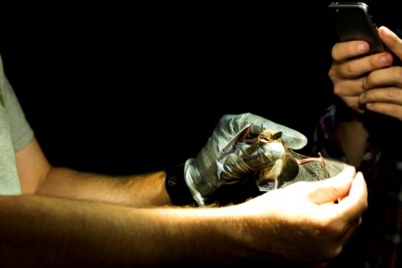 Bat Research