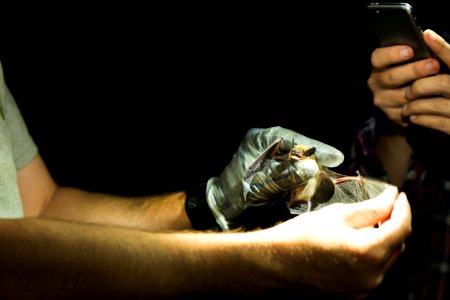 Bat Research photo