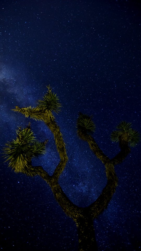 Milky Way through a Joshua Tree