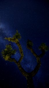 Milky Way through a Joshua Tree photo