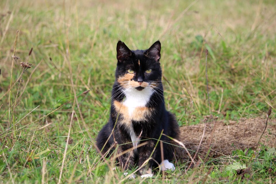Domestic cat three coloured cat face