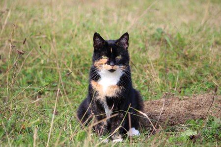 Domestic cat three coloured cat face