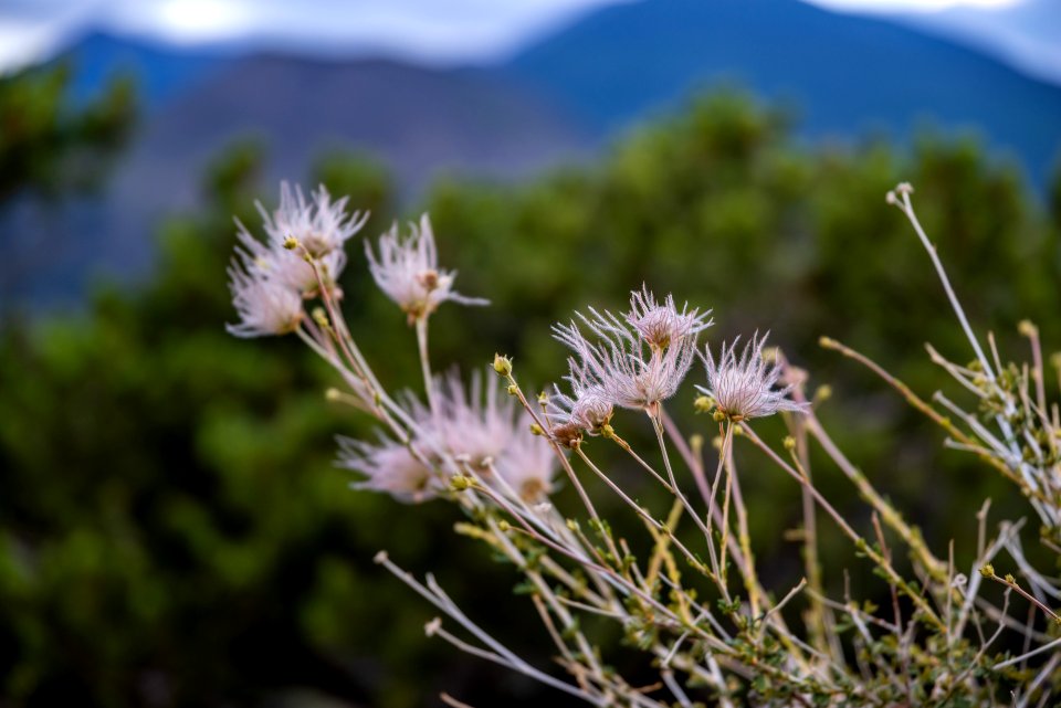 San Francisco Peaks
