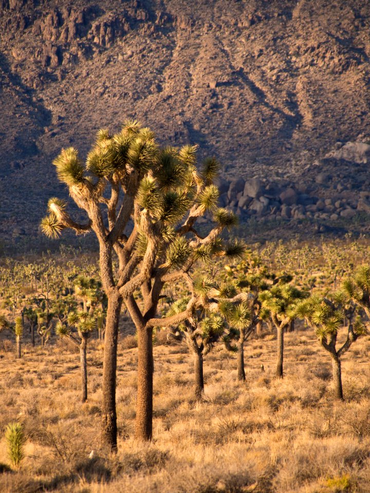 Joshua Trees in Queen Valley