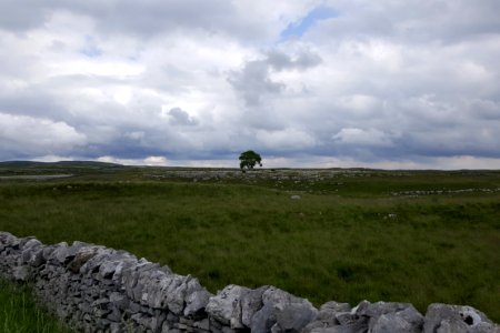 Solitary tree, Limestone paving photo