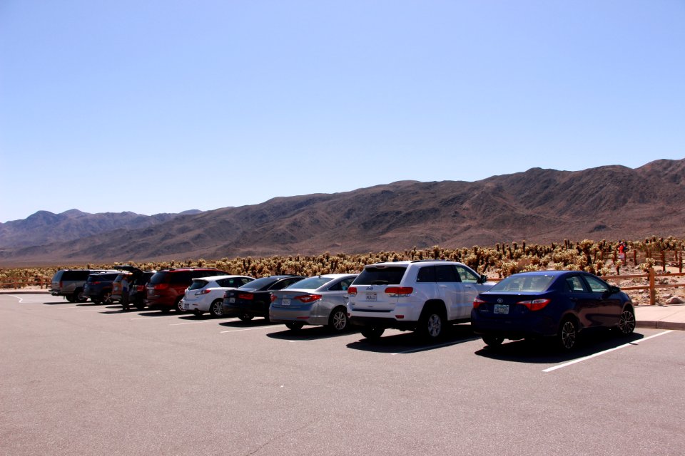 Cholla Cactus Garden Parking Lot