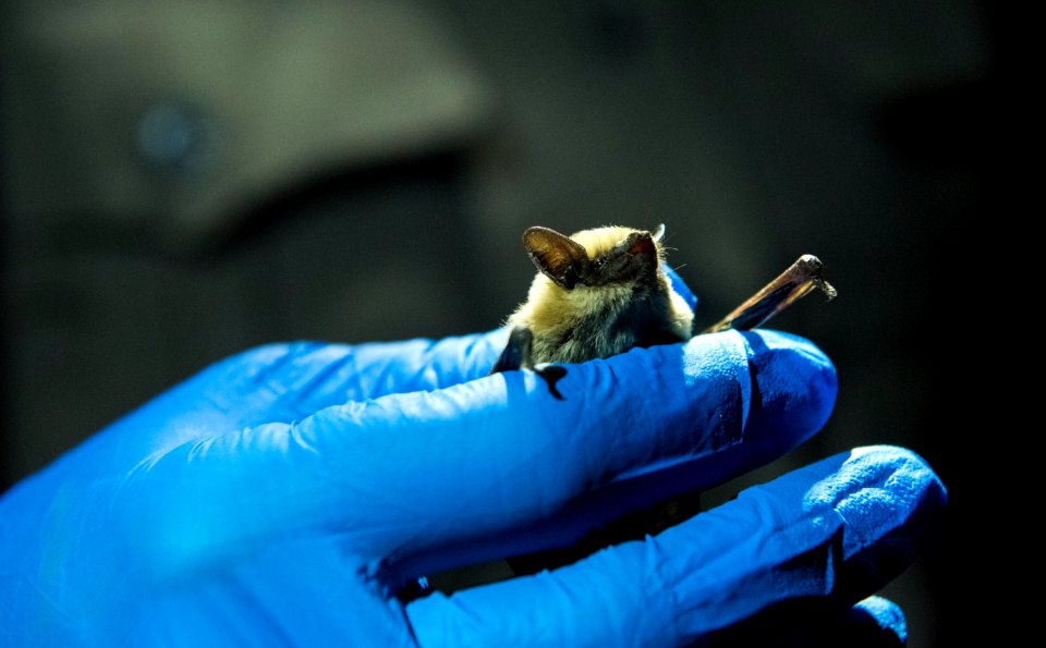 Bat ready for release at the Bat Blitz 2018