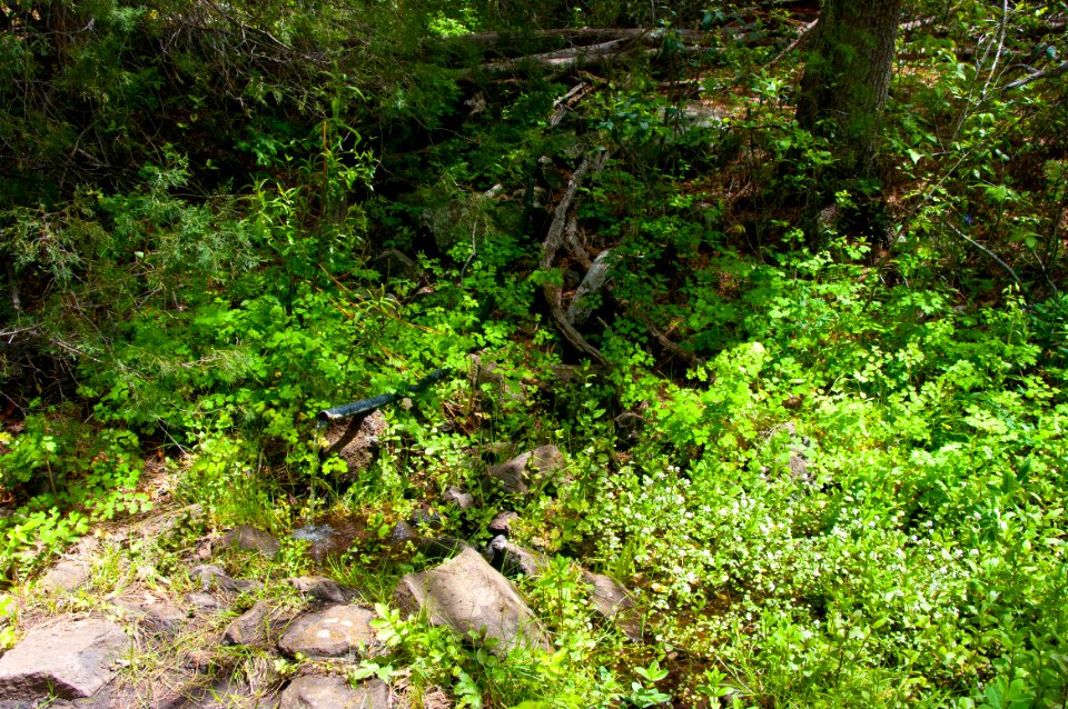 Dorsey Spring