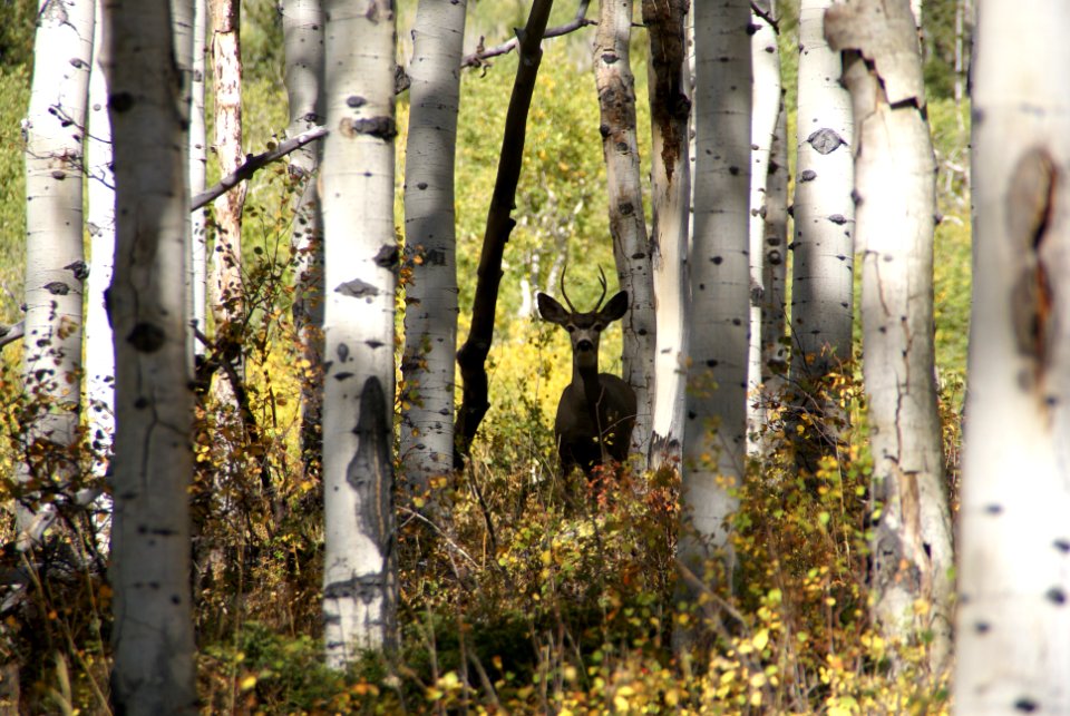 Small Mule Deer Buck in Aspen Dsc08823