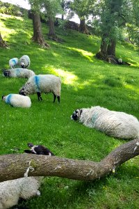 More sheep!