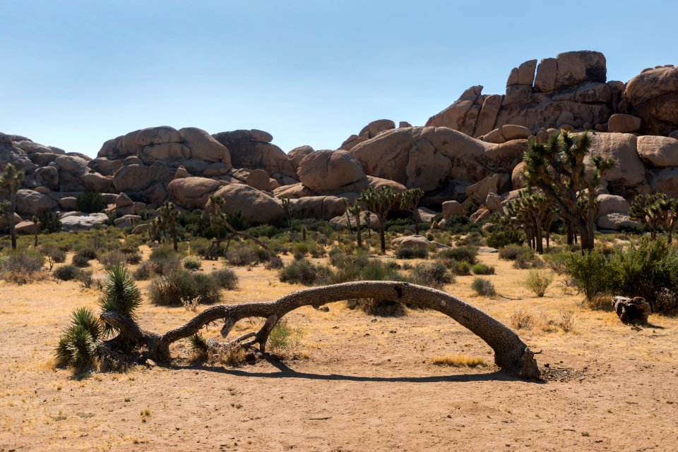 Leaning Joshua tree at Hall of Horrors