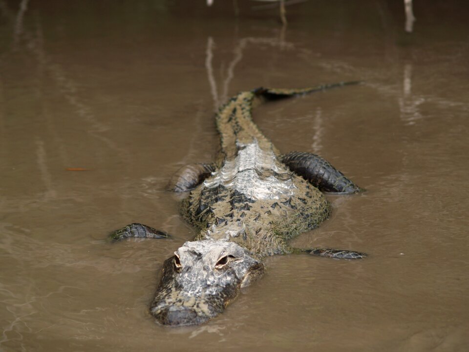 Dangerous reptile wild