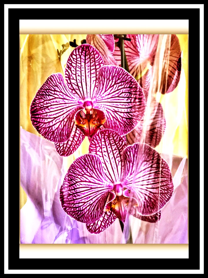 Phalaenopsis photo