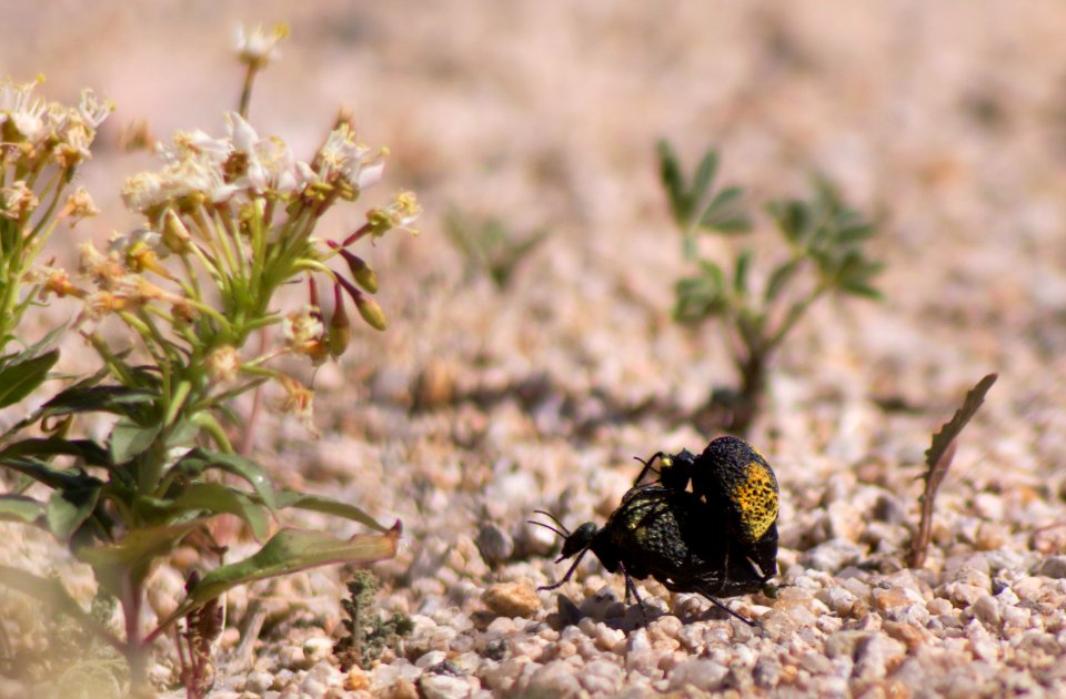 Inflated beetle (Cysteodemus armatus)