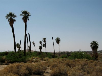 Oasis of Mara; Twentynine Palms, CA