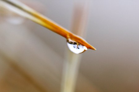 Raindrop on silver cholla (Cylindropuntia echinocarpa) photo