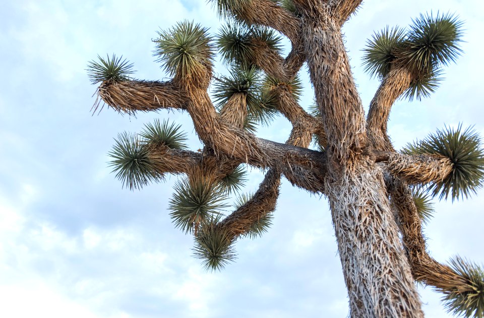 Joshua tree near Hidden Valley