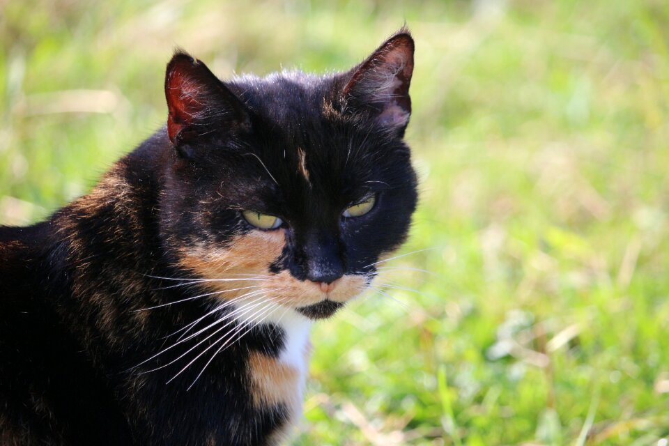 Domestic cat three coloured cat face