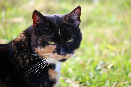 Domestic cat three coloured cat face photo