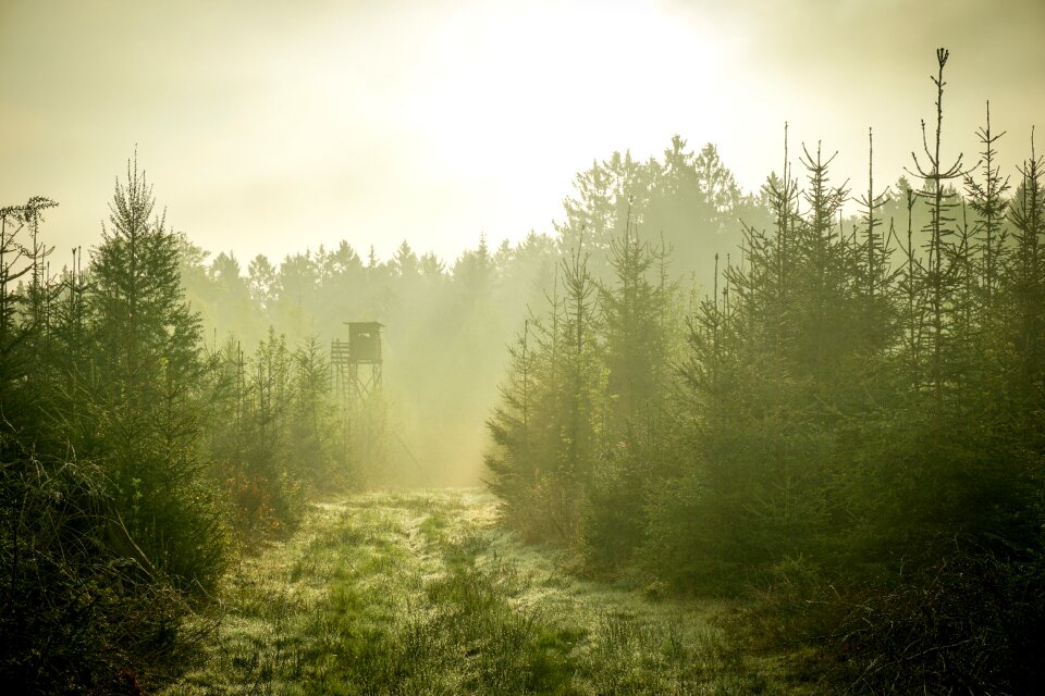 Green trees observation