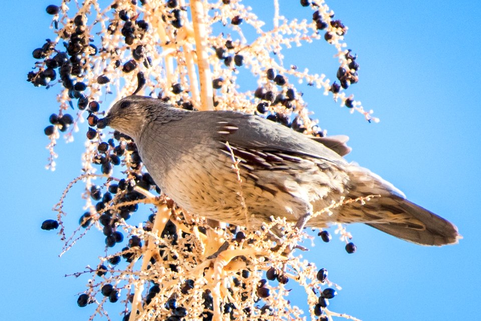 Gambel's quail (Callipepla gambelii) at Oasis of Mara