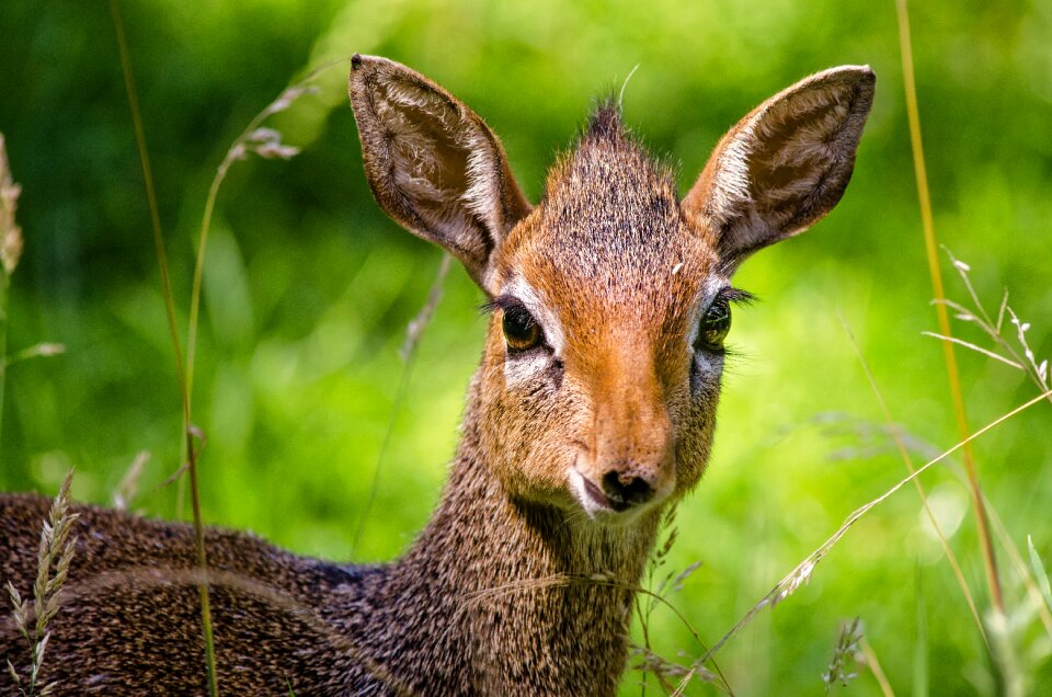 Animal wild nature