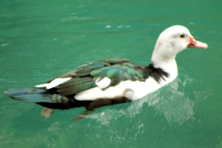 pato en el agua