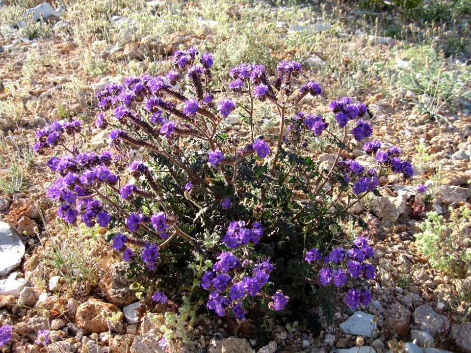 Notch-leafed scorpion-weed (Phacelia crenulata); Old Dale Mining District