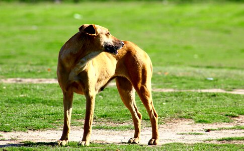Dog thirsty animal