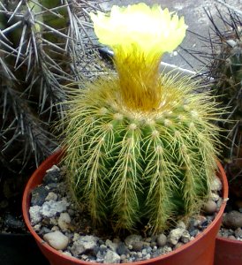 Parodia magnifica [Author PTKS Public Domain]