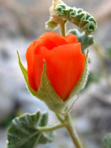 Apricot globemallow (Sphaeralcea ambigua); Cleghorn Wilderness photo