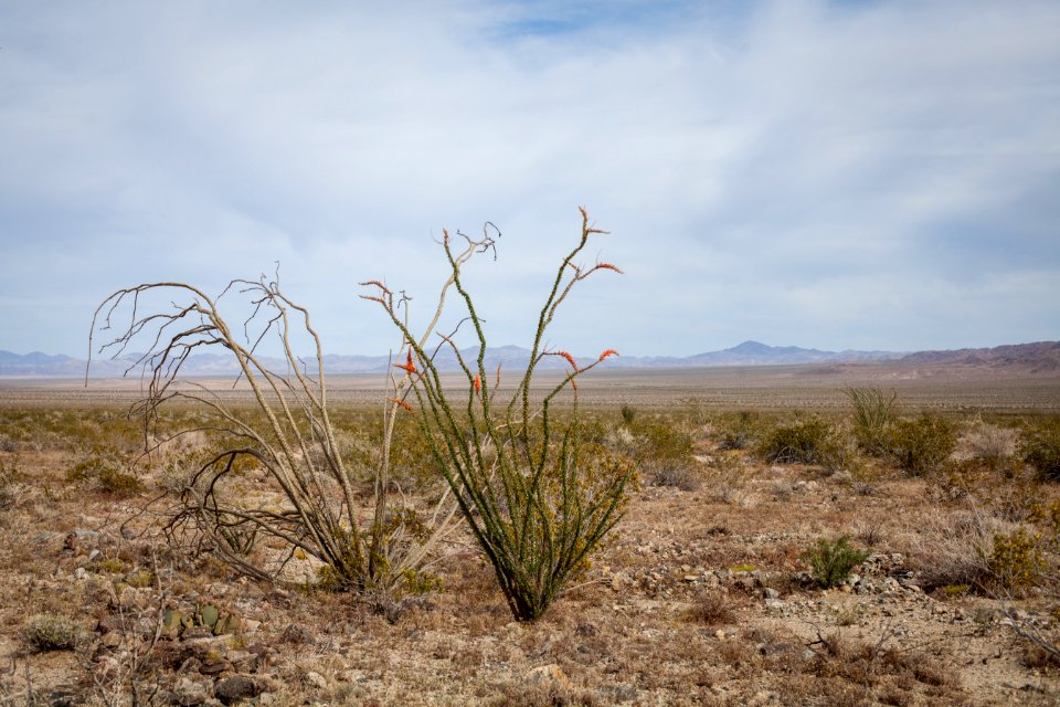 Ocotillo patch mid-April