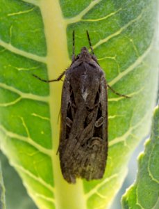 Noctuid Moth