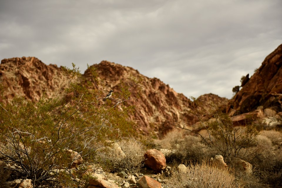 Coxcomb Mountains and Loggerhead Shrike