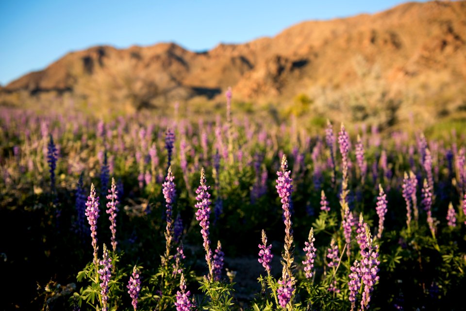 Arizona Lupine near Cottonwood