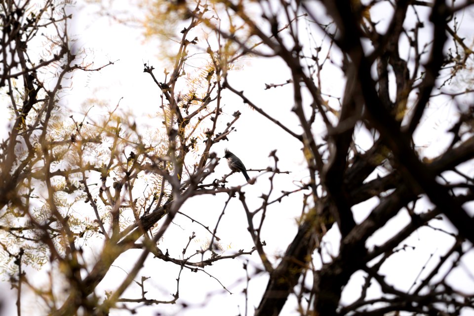 Phainopepla (Phainopepla nitens) near Cottonwood Springs